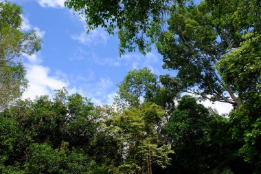 Uzun yeşil ağaçlı Asya tropikal ormanı