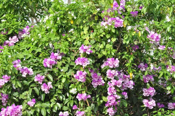 花园里盛开的美丽花朵 — 图库照片