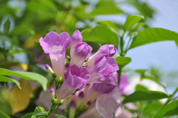 花园里盛开的美丽花朵 — 图库照片