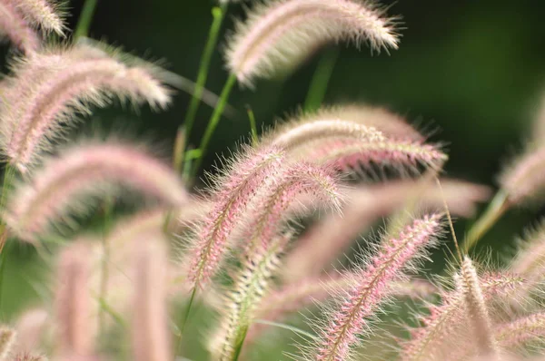 外で育つ植物の詳細情報 — ストック写真