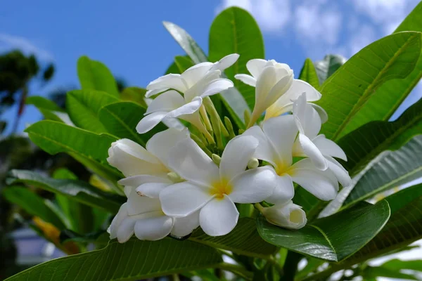 Vackra Blommor Trädgården Blommande Sommaren Anlagd Formell Trädgård — Stockfoto