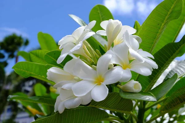 Vackra Blommor Trädgården Blommande Sommaren Anlagd Formell Trädgård — Stockfoto