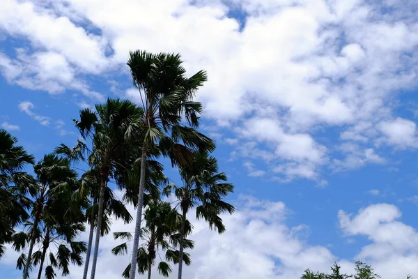 Bosque Tropical Asiático Con Árboles Verdes Altos — Foto de Stock