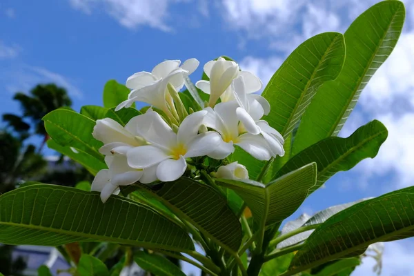 Lindas Flores Jardim Florescendo Verão Jardim Formal Paisagístico — Fotografia de Stock