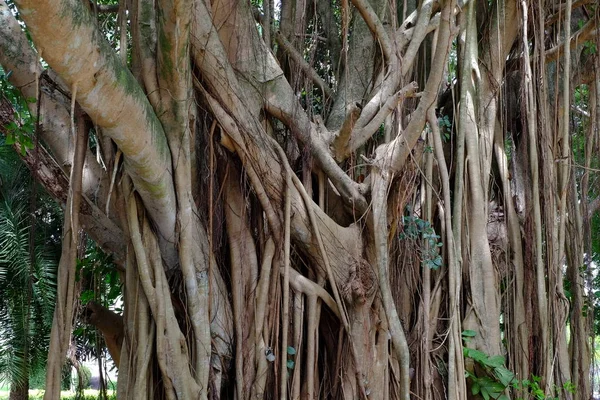 Big Tropical Tree Many Roots — Stock Photo, Image