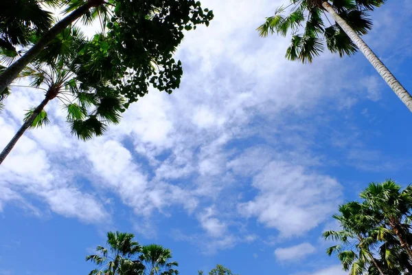 Bosque Tropical Asiático Con Árboles Verdes Altos — Foto de Stock