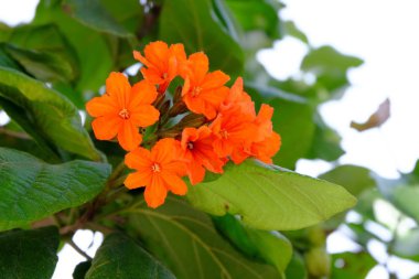 Asya ormanlarında çiçek açan çiçeklerin yakınlaşması