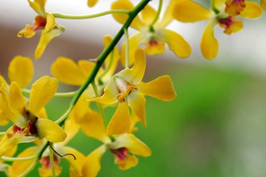 Görünümü güzel çiçek açan sarı çiçekleri kapatın