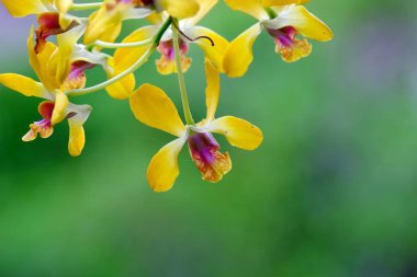 Görünümü güzel çiçek açan sarı çiçekleri kapatın