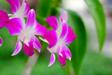 Görünümü güzel çiçek pembe çiçek kapatın