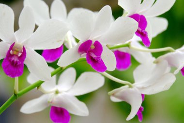 Bahçede güzel çiçekler yaz aylarında Blooming. Peyzajlı resmi Bahçe.