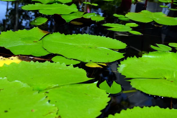 蓮が咲くアジアの池 — ストック写真