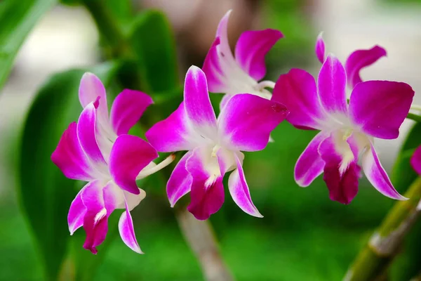 Nahaufnahme Von Schönen Blühenden Rosa Blumen — Stockfoto