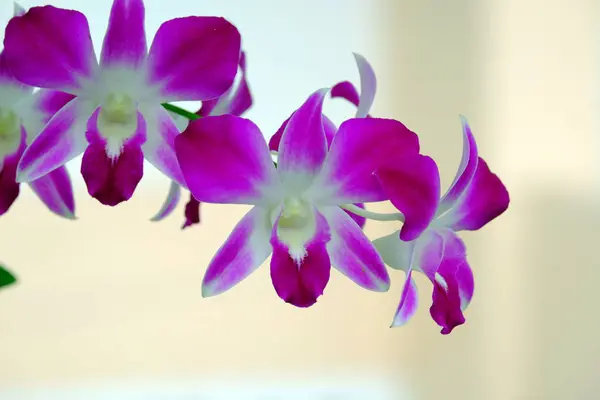 Beautiful Blooming Pink Flowers Close View — Stock Photo, Image