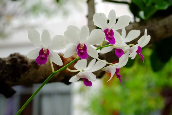 Belles Fleurs Dans Jardin Floraison Été Paysager Jardin Formel — Photo