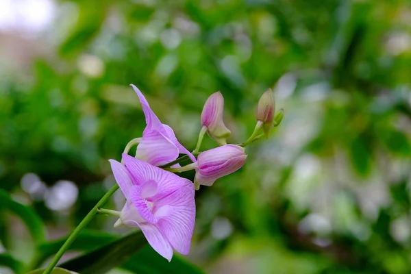 Красиві Квітучі Рожеві Квіти Вид Крупним Планом — стокове фото