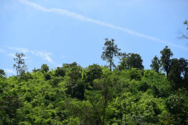 Uzun yeşil ağaçlı Asya tropikal ormanı