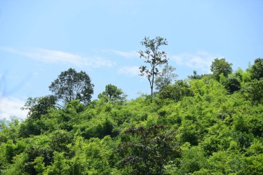 Uzun yeşil ağaçlı Asya tropikal ormanı