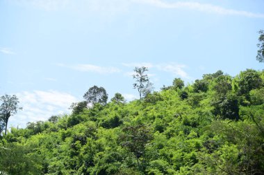 Uzun yeşil ağaçlı Asya tropikal ormanı