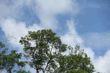 Nehirde kürek grubu, 