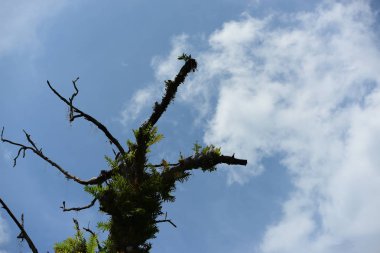 Nehirde kürek grubu, 