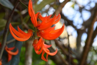 Yeşil ormandaki taze bitkilerin detaylı görüntüsü.