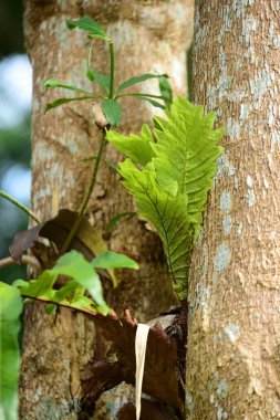Gündüz vakti açık havada yetişen yeşil yapraklı bitkileri kapatın.