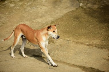 Kızıl evsiz köpek portresi 