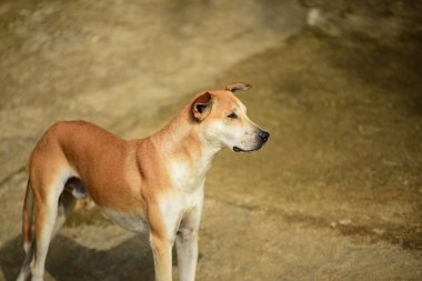 Kızıl evsiz köpek portresi 