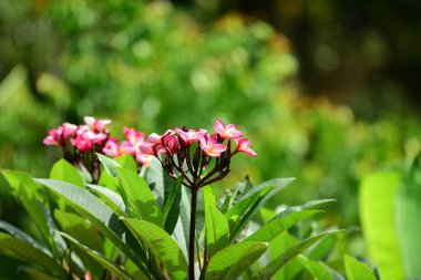 Yeşil ormandaki taze bitkilerin detaylı görüntüsü.