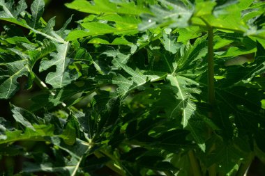 Yeşil ormandaki taze bitkilerin detaylı görüntüsü.