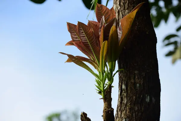 由白天生长在室外的绿叶植物组成的密闭植物 — 图库照片