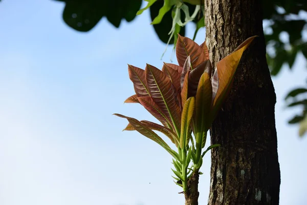 Sluiten Van Planten Met Groene Bladeren Die Overdag Buiten Groeien — Stockfoto