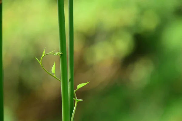 Detail View Fresh Plants Green Forest — Stock Photo, Image