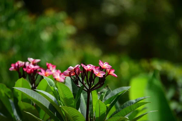 Vista Detalhada Plantas Frescas Floresta Verde — Fotografia de Stock