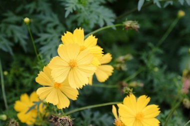 Arkaplan olarak sarı çiçek tarlasını kapat 