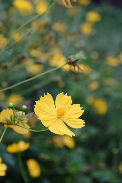 Nahaufnahme Von Gelben Blumen Feld Als Hintergrund — Stockfoto
