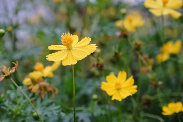 Close Yellow Flowers Field Background — Stock Photo, Image