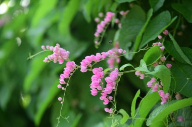 Açık havada yetişen pembe çiçekleri kapatın.