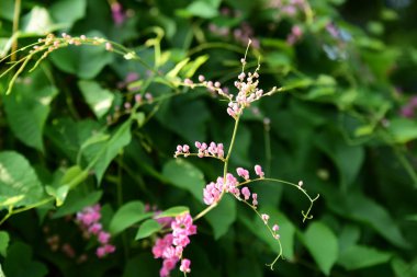 Açık havada yetişen pembe çiçekleri kapatın.