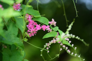 Açık havada yetişen pembe çiçekleri kapatın.