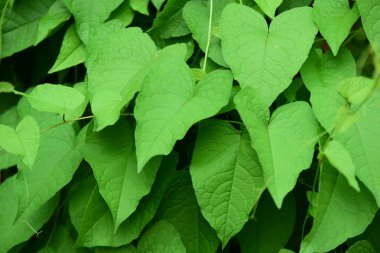 Gündüz vakti açık havada yetişen yeşil yapraklı bitkileri kapatın.