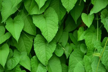 Gündüz vakti açık havada yetişen yeşil yapraklı bitkileri kapatın.