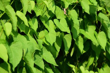 Gündüz vakti açık havada yetişen yeşil yapraklı bitkileri kapatın.