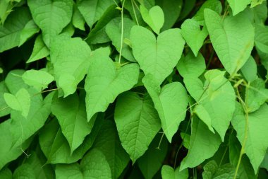 Gündüz vakti açık havada yetişen yeşil yapraklı bitkileri kapatın.