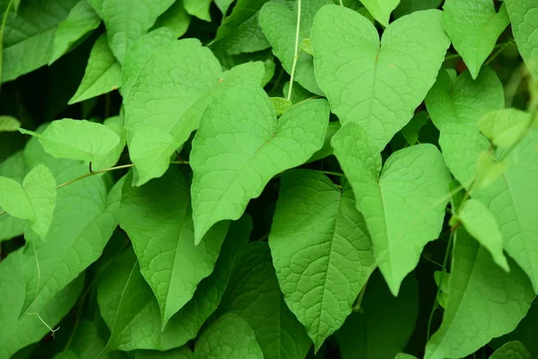 Close Plants Green Leaves Growing Outdoors Daytime — Stockfoto