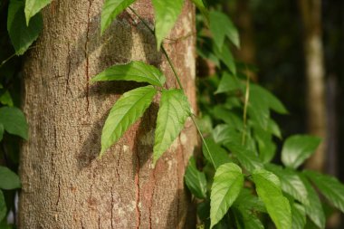 Gündüz vakti açık havada yetişen yeşil yapraklı bitkileri kapatın.