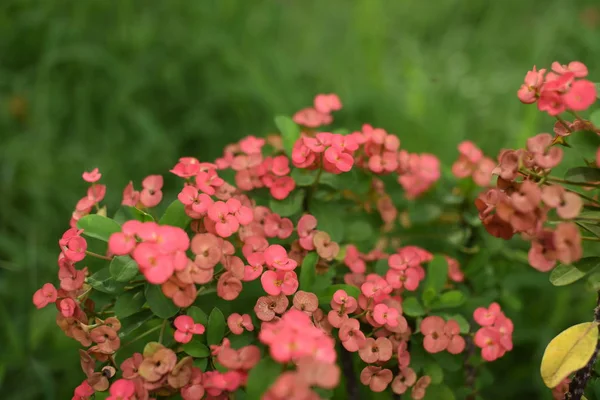 Close Pink Flowers Growing Outdoors Daytime — Stock Photo, Image