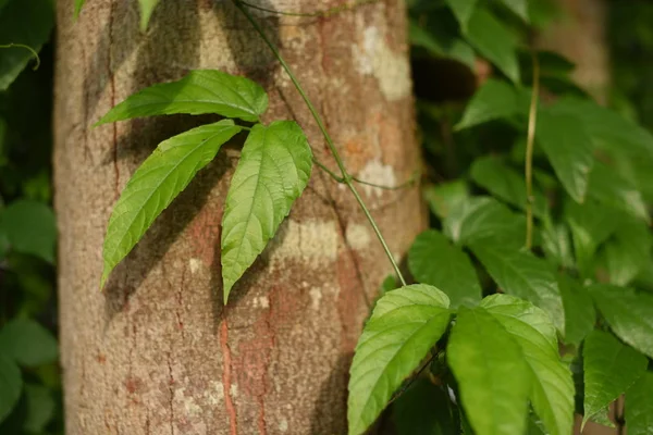 Close Plants Green Leaves Growing Outdoors Daytime — Stockfoto