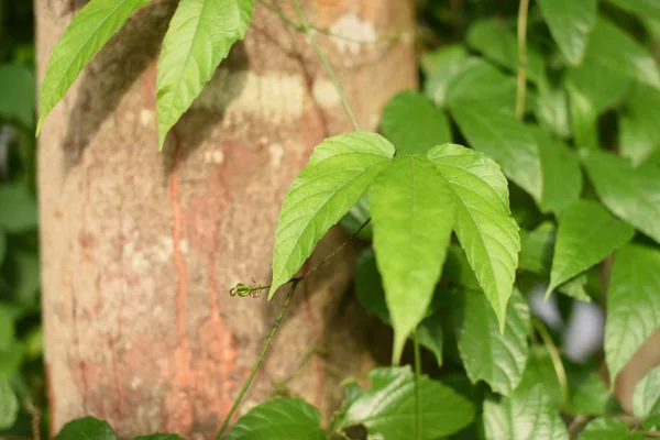 Gros Plan Plantes Aux Feuilles Vertes Poussant Extérieur Jour — Photo